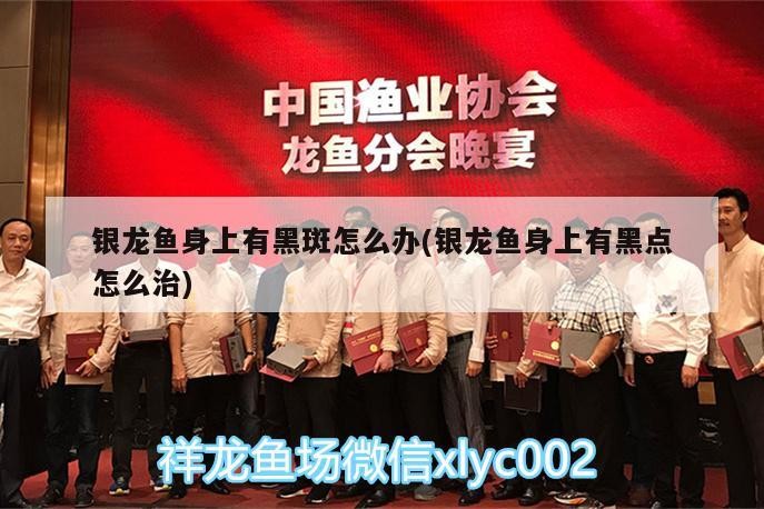 銀龍魚身上有黑斑怎么辦(銀龍魚身上有黑點怎么治)