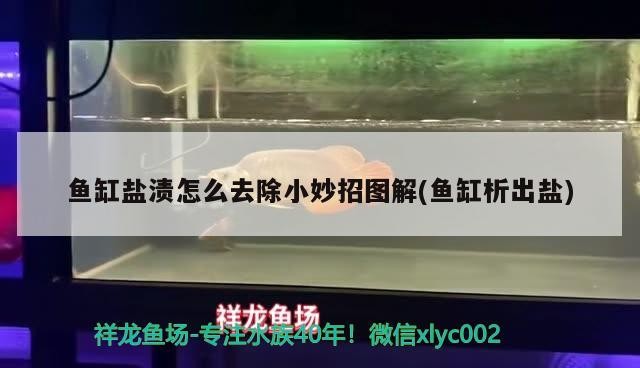 魚缸鹽漬怎么去除小妙招圖解(魚缸析出鹽) 魚缸鹽漬怎么去除小妙招圖解(魚缸析出鹽) 金龍魚百科