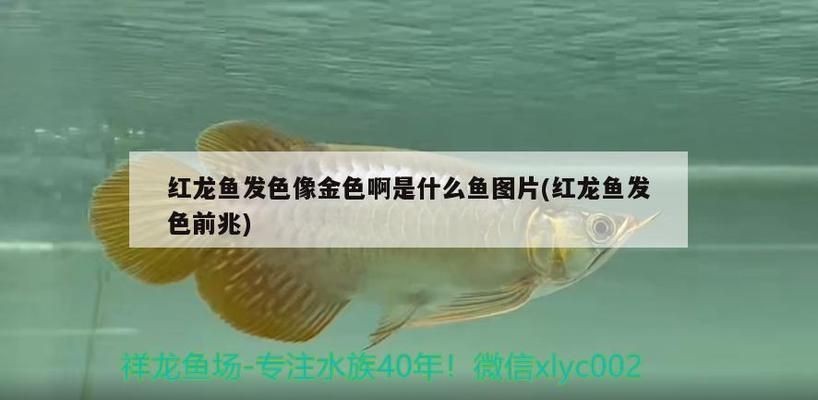 紅龍魚發色像金色啊怎么回事啊：如何通過飲食改善紅龍魚發色 紅龍魚發色像金色啊怎么回事啊：如何通過飲食改善紅龍魚發色 紅龍魚百科 第4張
