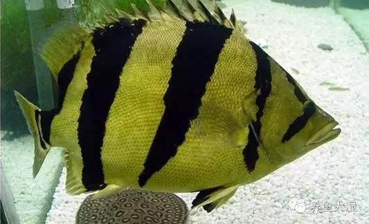 虎魚紋路會撐開么：虎魚的紋路會撐開么