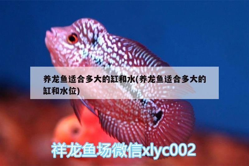 養(yǎng)龍魚適合多大的缸和水(養(yǎng)龍魚適合多大的缸和水位)