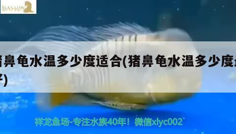豬鼻龜水溫多少度適合(豬鼻龜水溫多少度最好)