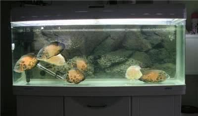 冬天魚缸保持多少溫度:冬天養(yǎng)魚與冷水魚的養(yǎng)魚需要注意的問題 魚缸百科 第3張 冬天魚缸保持多少溫度:冬天養(yǎng)魚與冷水魚的養(yǎng)魚需要注意的問題 冬天魚缸保持多少溫度:冬天養(yǎng)魚與冷水魚的養(yǎng)魚需要注意的問題 魚缸百科 第3張