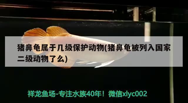 豬鼻龜屬于幾級(jí)保護(hù)動(dòng)物(豬鼻龜被列入國(guó)家二級(jí)動(dòng)物了么)
