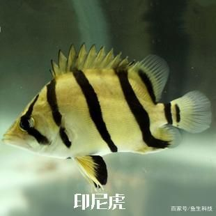 虎魚一般啥價(jià)位：虎魚一般多少錢一斤