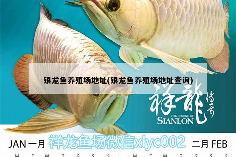 銀龍魚養(yǎng)殖場地址(銀龍魚養(yǎng)殖場地址查詢) 銀龍魚養(yǎng)殖場地址(銀龍魚養(yǎng)殖場地址查詢) 銀龍魚百科