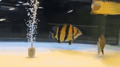 新版泰虎怎么來的：新版泰虎可能是通過老版泰虎和印尼虎的雜交產生的