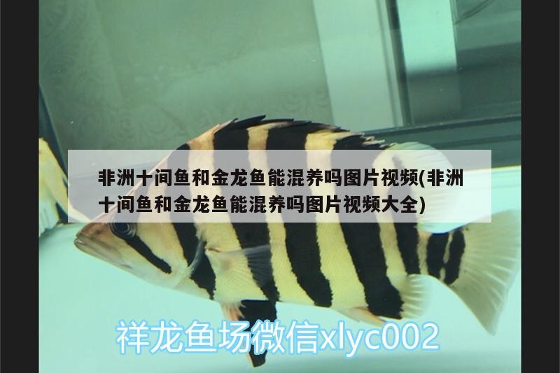 河池水族批發市場地址在哪里呀（河池市海鮮批發市場） 河池水族批發市場地址在哪里呀（河池市海鮮批發市場） 金龍魚百科 第3張