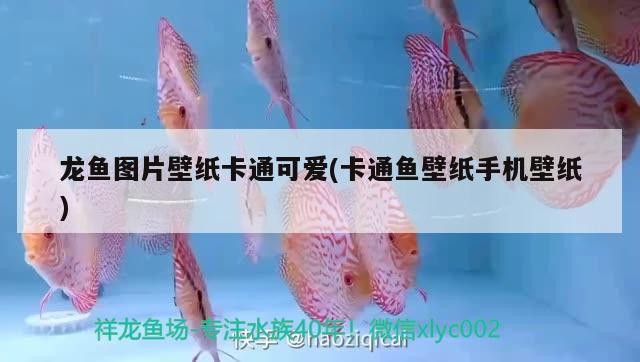 龍魚圖片壁紙卡通可愛(卡通魚壁紙手機壁紙) 龍魚圖片壁紙卡通可愛(卡通魚壁紙手機壁紙) 魟魚百科