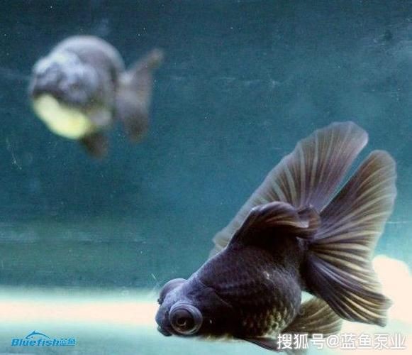 魟魚過濾系統(tǒng)選擇指南：[需手動(dòng)填充]魚過濾系統(tǒng)的選擇