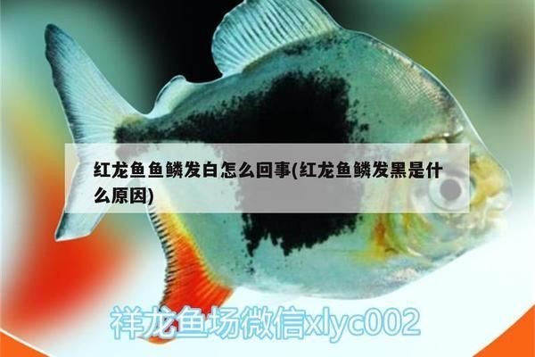 龍魚魚鱗發白用什么藥vs祥龍魚場：祥龍魚場的龍魚品種龍魚常見疾病及防治