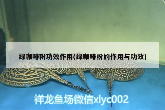 魚缸用增氧泵價格是多少:魚缸增氧機-xtrac增氧機-xtrac增氧機 綠咖啡粉功效作用(綠咖啡粉的作用與功效) 馬來西亞咖啡 綠咖啡粉功效作用(綠咖啡粉的作用與功效) 綠咖啡粉功效作用(綠咖啡粉的作用與功效) 馬來西亞咖啡