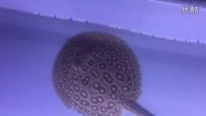 黑帝王魟魚交易合法渠道：如何辨別黑帝王魟魚真偽 黑帝王魟魚交易合法渠道：如何辨別黑帝王魟魚真偽 魟魚百科 第4張