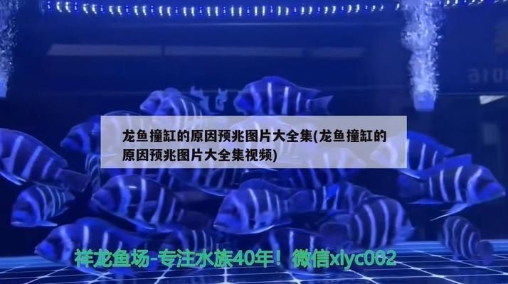 龍魚撞缸的原因vs祥龍魚場：如何預防龍魚撞缸 龍魚撞缸的原因vs祥龍魚場：如何預防龍魚撞缸 vs祥龍魚場 第3張