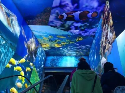 麗江水族館vs祥龍魚場（麗江水族館與祥龍魚場有什么區別？） 麗江水族館vs祥龍魚場（麗江水族館與祥龍魚場有什么區別？） 全國水族館企業名錄 第2張