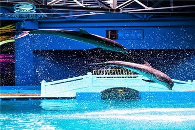麗江水族館vs祥龍魚場（麗江水族館與祥龍魚場有什么區別？） 麗江水族館vs祥龍魚場（麗江水族館與祥龍魚場有什么區別？） 全國水族館企業名錄 第4張