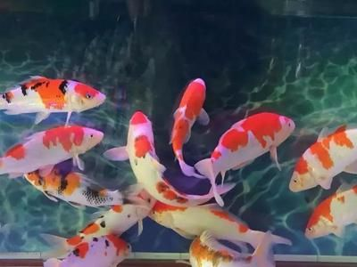 麗江水族館vs祥龍魚場（麗江水族館與祥龍魚場有什么區別？） 麗江水族館vs祥龍魚場（麗江水族館與祥龍魚場有什么區別？） 全國水族館企業名錄 第6張