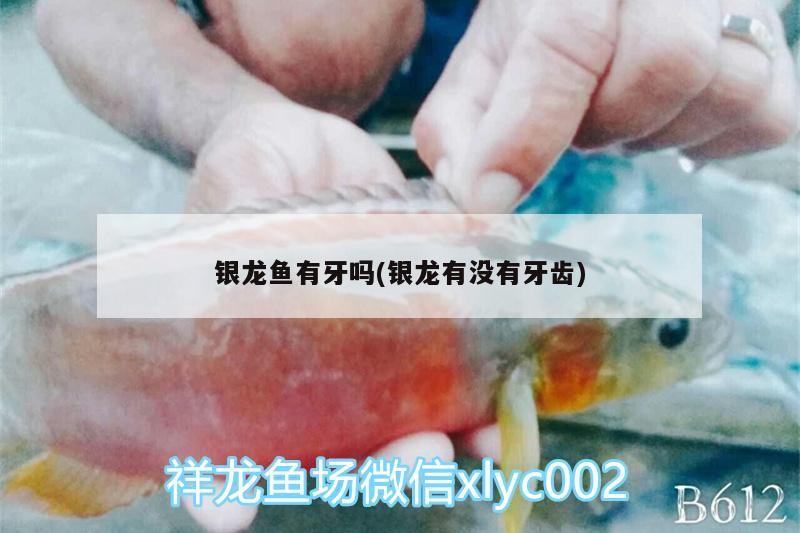 銀龍魚有牙嗎(銀龍有沒有牙齒) 銀龍魚有牙嗎(銀龍有沒有牙齒) 銀龍魚百科