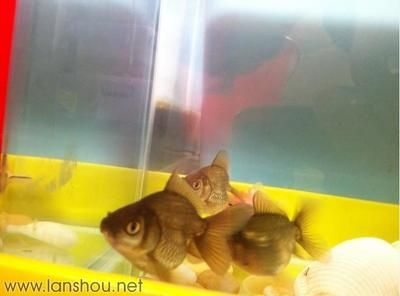diy魚缸蓋子：diy魚缸蓋子指南，自制魚缸蓋子的設(shè)計(jì)注意事項(xiàng)