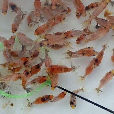 diy魚缸蓋子：diy魚缸蓋子指南，自制魚缸蓋子的設(shè)計(jì)注意事項(xiàng)