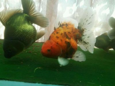 diy魚缸蓋子：diy魚缸蓋子指南，自制魚缸蓋子的設(shè)計(jì)注意事項(xiàng)
