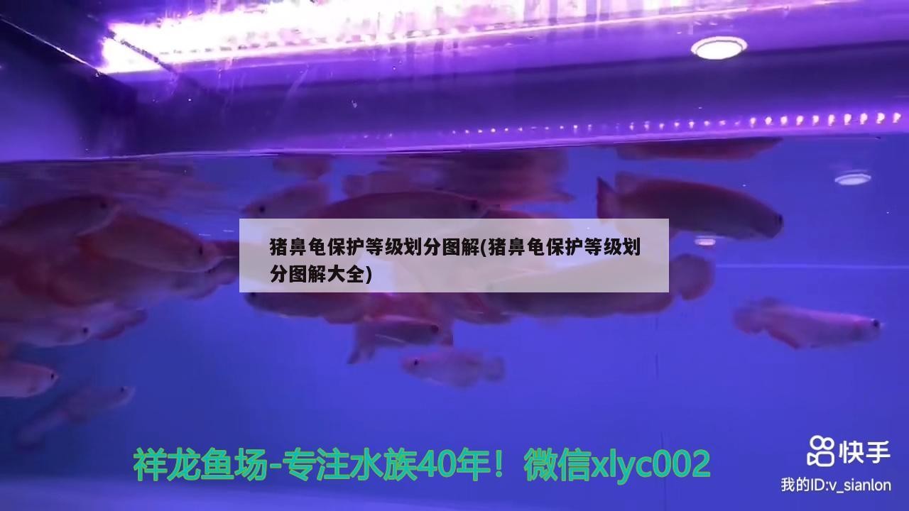 豬鼻龜保護等級劃分圖解(豬鼻龜保護等級劃分圖解大全)