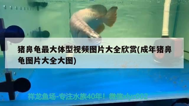 豬鼻龜最大體型視頻圖片大全欣賞(成年豬鼻龜圖片大全大圖)