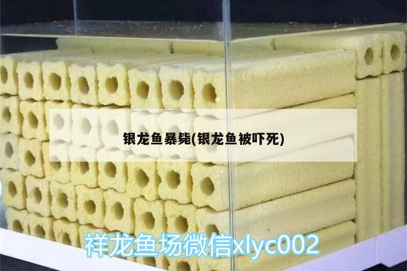 飼料 銀龍魚暴斃(銀龍魚被嚇死) 銀龍魚百科 銀龍魚暴斃(銀龍魚被嚇死) 銀龍魚暴斃(銀龍魚被嚇死) 銀龍魚百科