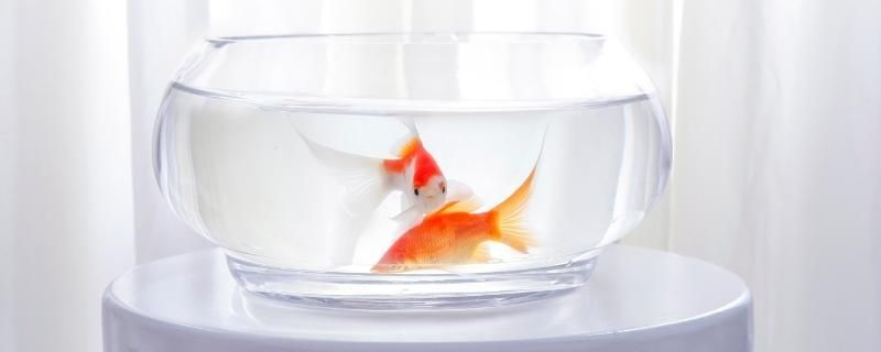 1米長的魚缸能養多少條魚：1米長的魚缸能養多少條魚取決于多個因素