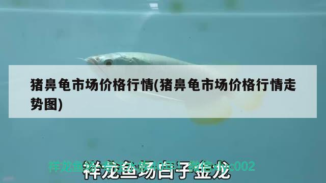 豬鼻龜市場價格行情(豬鼻龜市場價格行情走勢圖)