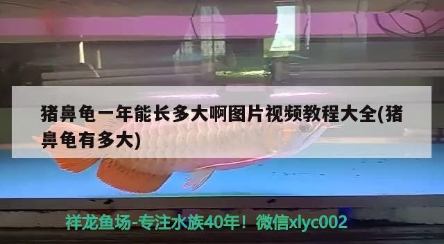 豬鼻龜一年能長多大啊圖片視頻教程大全(豬鼻龜有多大)