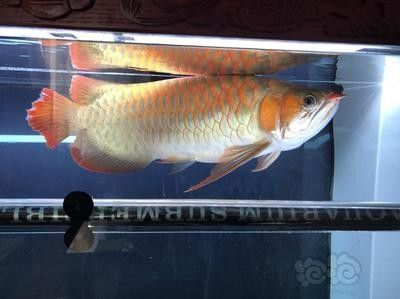 龍魚哪個(gè)品種價(jià)格最貴的魚:龍魚哪個(gè)品種價(jià)格最貴 龍魚百科 第1張 龍魚哪個(gè)品種價(jià)格最貴的魚:龍魚哪個(gè)品種價(jià)格最貴 龍魚哪個(gè)品種價(jià)格最貴的魚:龍魚哪個(gè)品種價(jià)格最貴 龍魚百科 第1張