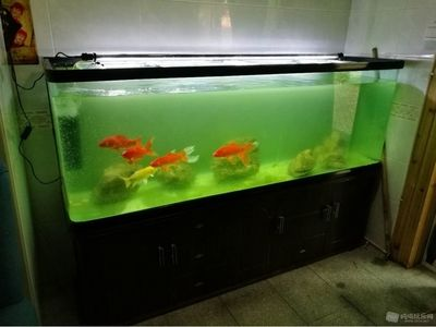 40的魚缸長(zhǎng)寬高是多少：40的魚缸的長(zhǎng)寬高怎么選？