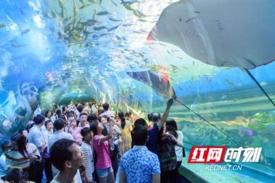 益陽(yáng)水族館vs祥龍魚場(chǎng)（益陽(yáng)水族館與祥龍魚場(chǎng)的區(qū)別）