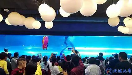 益陽(yáng)水族館vs祥龍魚場(chǎng)（益陽(yáng)水族館與祥龍魚場(chǎng)的區(qū)別）