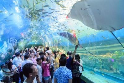 益陽(yáng)水族館vs祥龍魚場(chǎng)（益陽(yáng)水族館與祥龍魚場(chǎng)的區(qū)別）