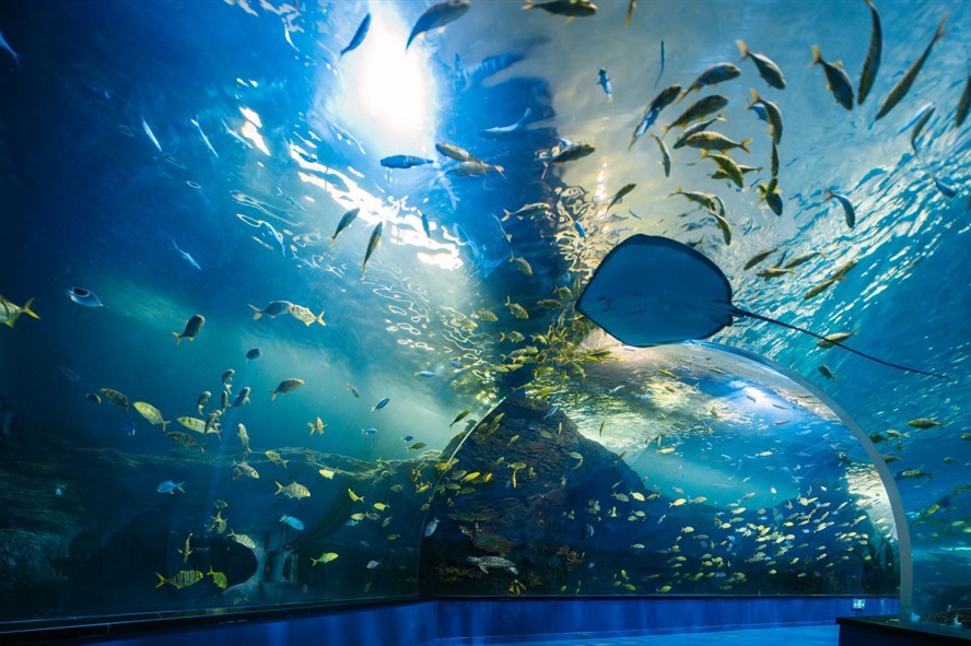 益陽(yáng)水族館vs祥龍魚場(chǎng)（益陽(yáng)水族館與祥龍魚場(chǎng)的區(qū)別）