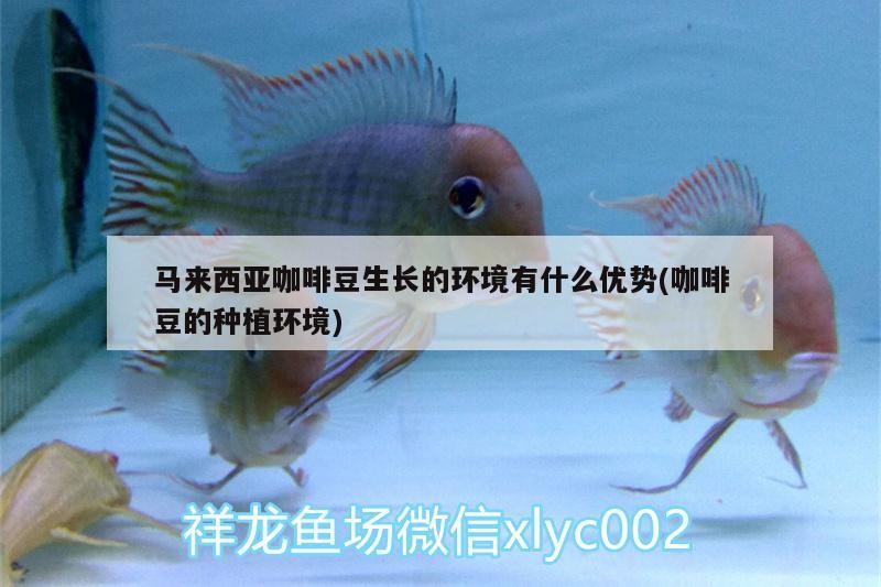 頂級辣椒紅龍的價格是多少，辣椒紅龍的價格一般多少錢？ 頂級辣椒紅龍的價格是多少，辣椒紅龍的價格一般多少錢？ 龍魚百科 第2張