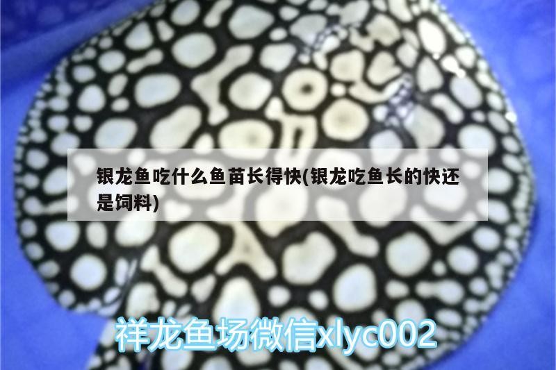 銀龍魚吃什么魚苗長得快(銀龍吃魚長的快還是飼料)