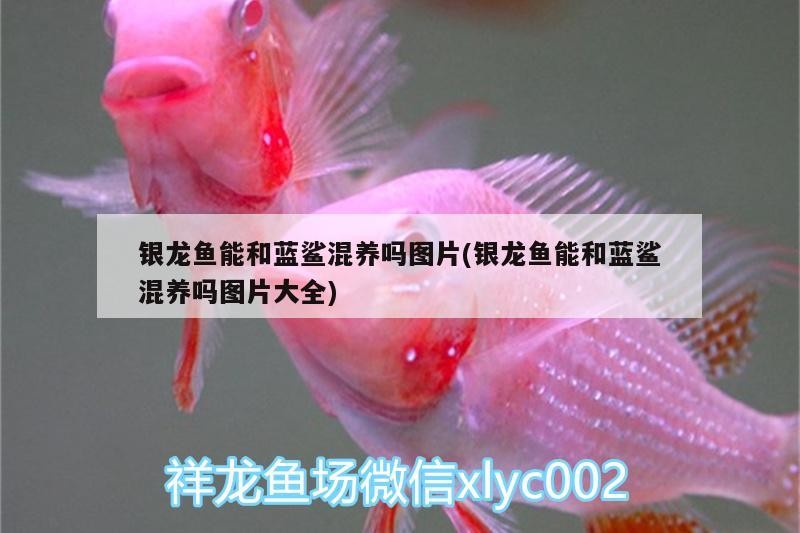 魚(yú)缸過(guò)濾器選購(gòu)指南:自制魚(yú)缸過(guò)濾器魚(yú)缸上置過(guò)濾器對(duì)于養(yǎng)魚(yú)愛(ài)好者的必備知識(shí) 銀龍魚(yú)能和藍(lán)鯊混養(yǎng)嗎圖片(銀龍魚(yú)能和藍(lán)鯊混養(yǎng)嗎圖片大全) 銀龍魚(yú)百科 銀龍魚(yú)能和藍(lán)鯊混養(yǎng)嗎圖片(銀龍魚(yú)能和藍(lán)鯊混養(yǎng)嗎圖片大全) 銀龍魚(yú)能和藍(lán)鯊混養(yǎng)嗎圖片(銀龍魚(yú)能和藍(lán)鯊混養(yǎng)嗎圖片大全) 銀龍魚(yú)百科