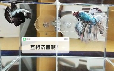 斗魚魚缸隔板用什么顏色：斗魚魚缸隔板的顏色如何選擇