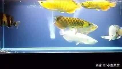 虎魚不吃小魚怎么辦：\"虎魚不吃小魚怎么辦\" 虎魚不吃小魚怎么辦：\"虎魚不吃小魚怎么辦\" 虎魚百科 第3張