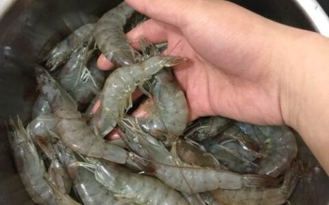 藍(lán)色背景魚缸造景效果圖（藍(lán)色背景魚缸造景效果圖片）