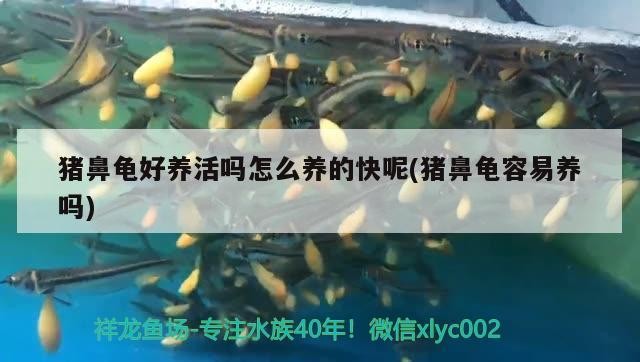 豬鼻龜好養活嗎怎么養的快呢(豬鼻龜容易養嗎)