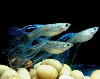 魟魚可以混養(yǎng)什么魚：適合與魟魚混養(yǎng)的魚種推薦，[需手動填充]魚可以混養(yǎng)什么魚