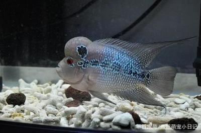 魟魚可以混養(yǎng)什么魚：適合與魟魚混養(yǎng)的魚種推薦，[需手動填充]魚可以混養(yǎng)什么魚