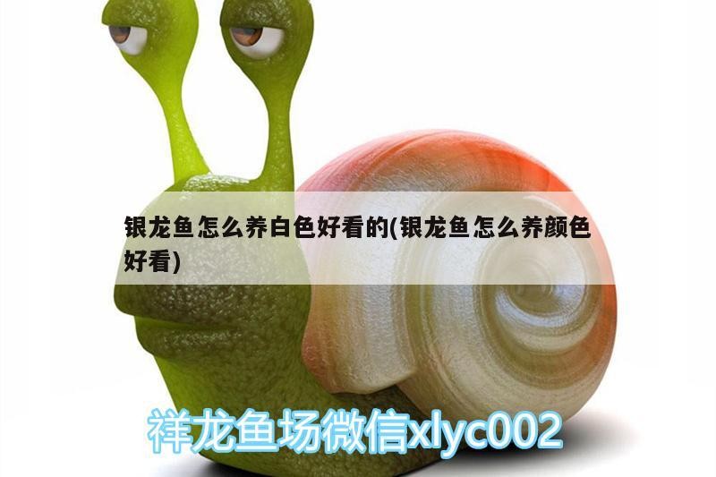銀龍魚怎么養(yǎng)白色好看的(銀龍魚怎么養(yǎng)顏色好看)