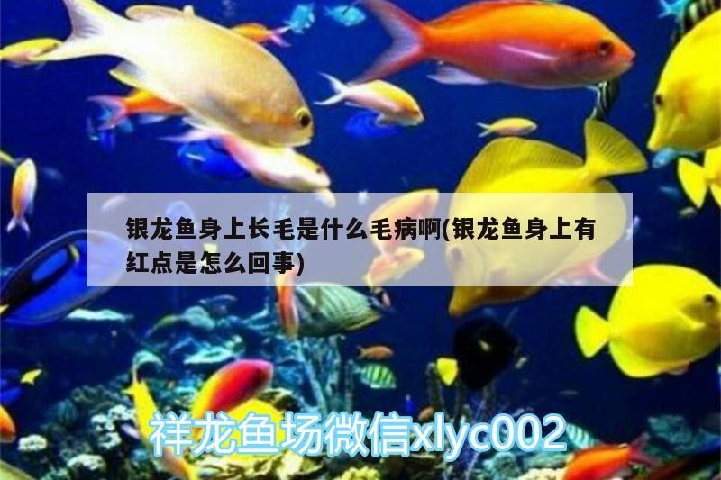 銀龍魚(yú)身上長(zhǎng)毛是什么毛病啊(銀龍魚(yú)身上有紅點(diǎn)是怎么回事) 銀龍魚(yú)身上長(zhǎng)毛是什么毛病啊(銀龍魚(yú)身上有紅點(diǎn)是怎么回事) 銀龍魚(yú)百科