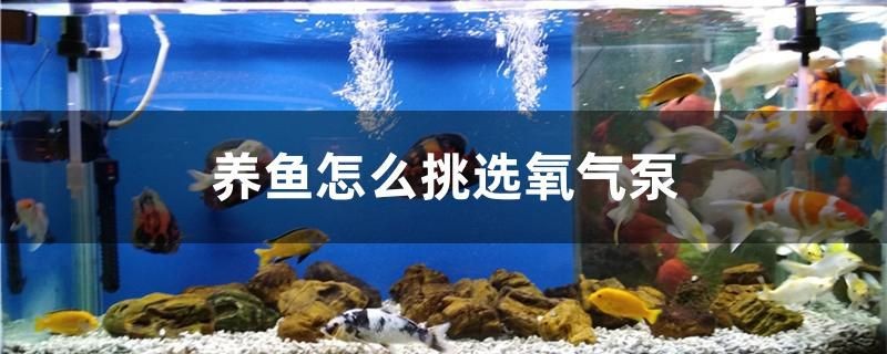 養(yǎng)魚怎么挑選氧氣泵