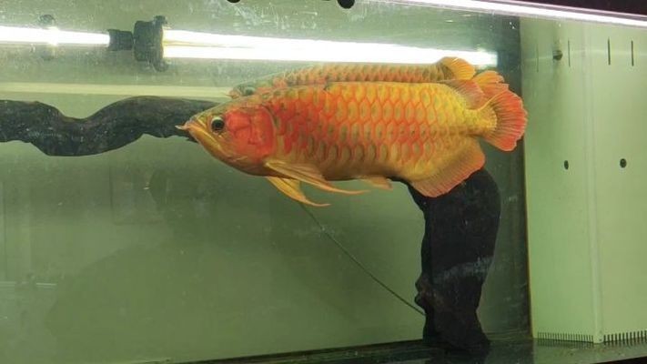 萬吉紅龍魚發色：萬吉紅龍魚發色影響因素分析萬吉紅龍魚發色影響因素